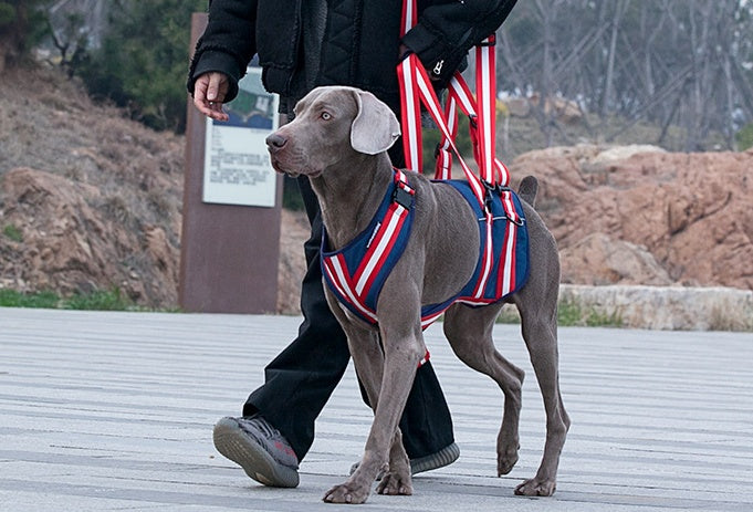 Pet Leash Harness For Elderly Dogs GO Buy