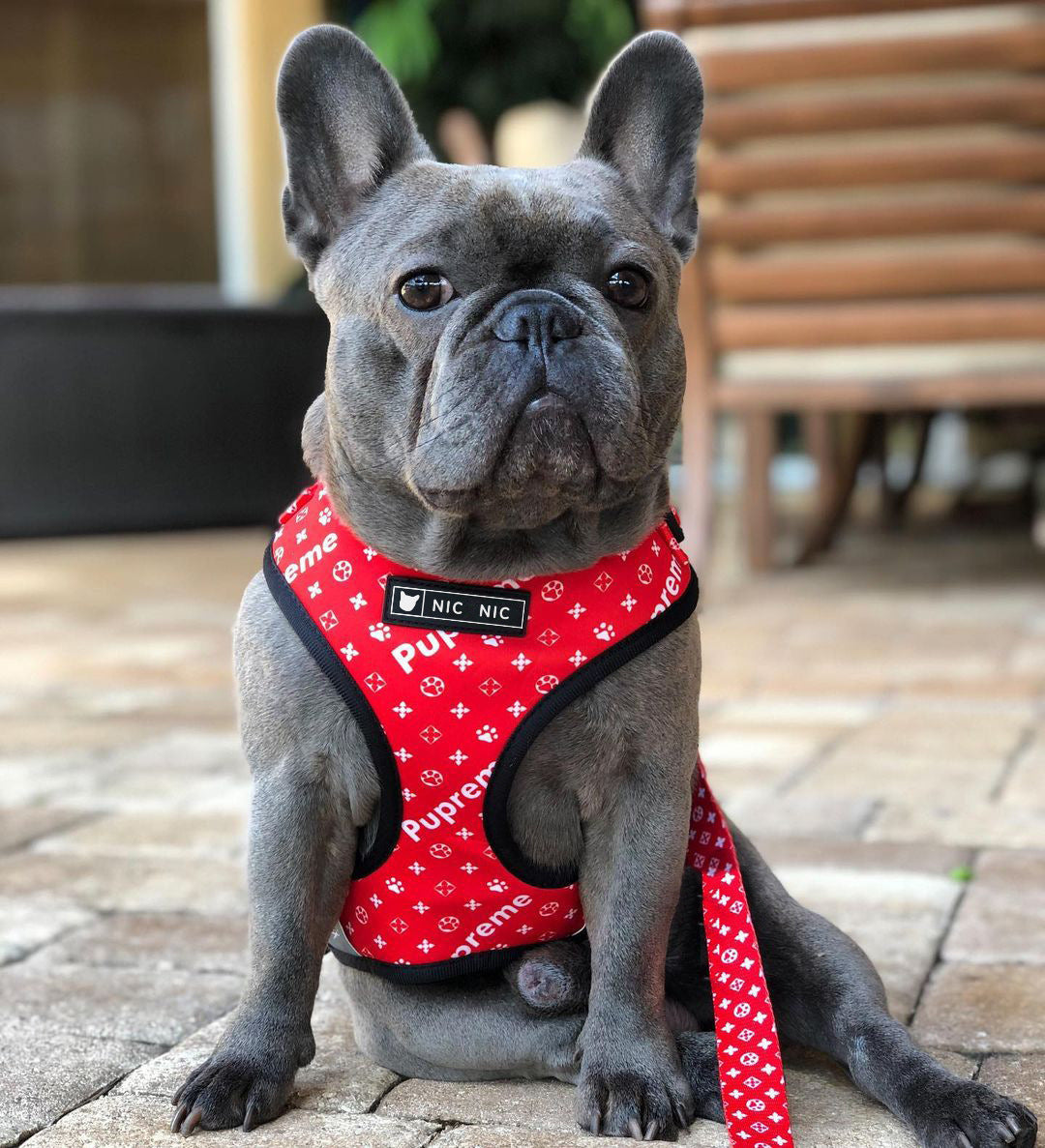 Ins Dog Pet Breathable Mesh Leash Chest Harness GO Buy