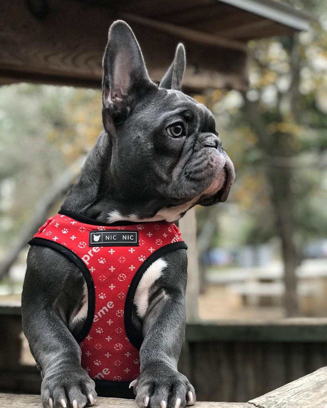 Ins Dog Pet Breathable Mesh Leash Chest Harness GO Buy